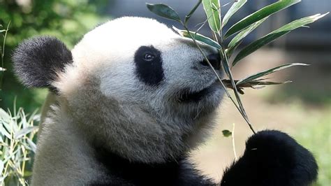 China Says Giant Pandas Are No Longer An Endangered Species