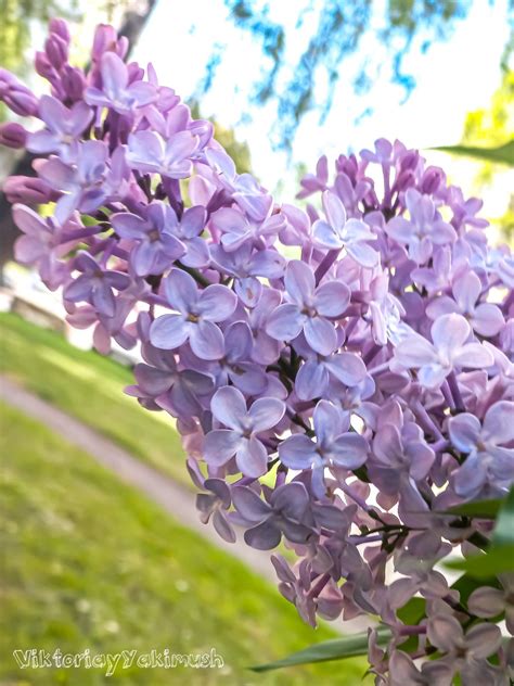 Purple Lilacs Blooming In The Sun On A Sunny Day