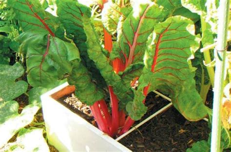Gardening | Small Space and Container Gardening | Square Foot Garden