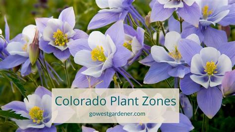 What S My Colorado Plant Hardiness Zone Colorado Zones Explained