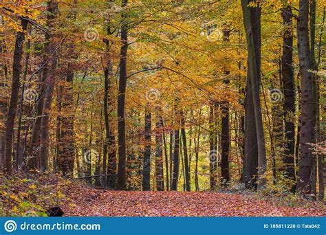 Colorful Autumn Forest On A November Day Stock Photo Image Of Forest