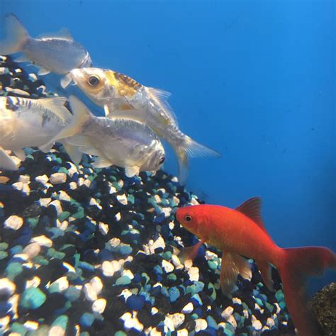 ℓιℓу вяσσкє Blacktangledhrt Fish Aesthetic Planted Aquarium