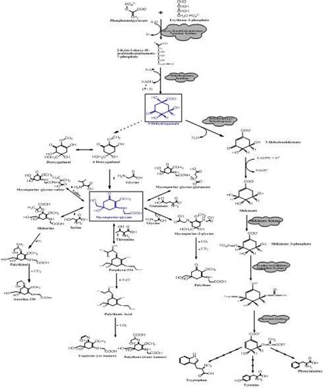Putative Biosynthetic Pathways For Mycosporine Like Amino Acids
