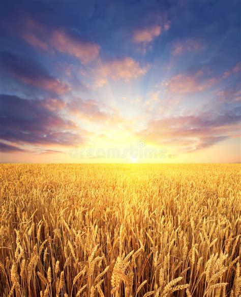 Wheat Field And Sunrise Sky As Background Stock