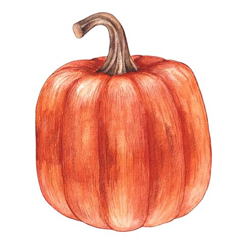 Premium Vector Watercolor Pumpkin