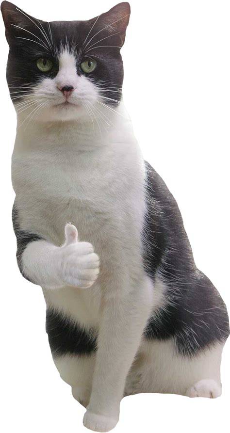 Cat Thumbs Up Meme Atilaplus