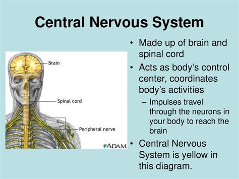 The Nervous System - презентация онлайн