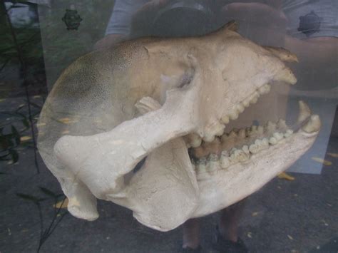Panda Skull This Panda Skull Shows A Robust Zygomatic Arch Flickr