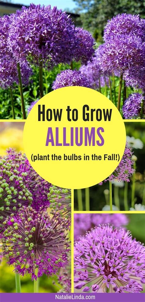 How To Grow Alliums In Your Garden Natalie Linda Purple Flowers