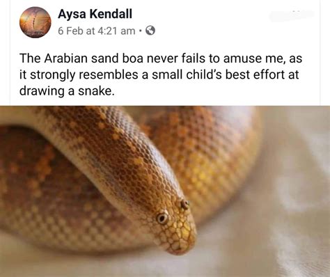 Arabian Sand Boa Derpy Funny Animal Memes Animal Memes