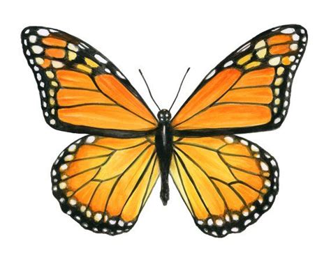 Monarch Butterfly Ii Watercolor Fine Art Print Etsy Monarch