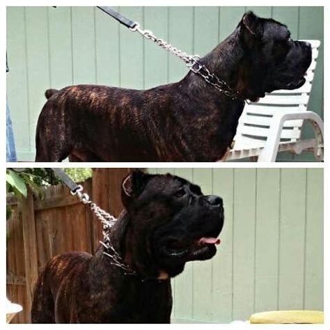 Cane corso dogs and puppies for sale in liverpool uk cane photos cane corso dogs black animal black background five cane corso dogs on a meadow stock photo 146552999 alamy cane corso dogs hunde grosse hunde. Cane Corso Puppies for Sale in Tampa, Florida Classified ...