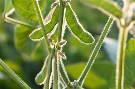 Soy Plant Stock Photo Download Image Now Istock