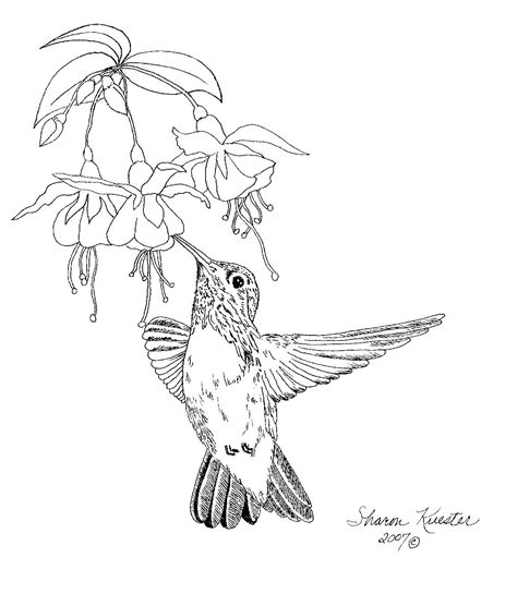 Free Hummingbird Pattern Detailed Drawing Sketch Painting Watercolor
