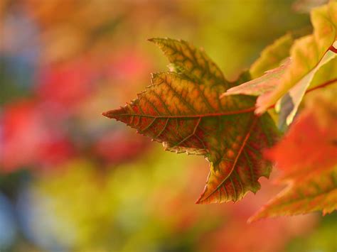 Free Download Maple Leaf Leaves Trees Nature Autumn Fall Plant