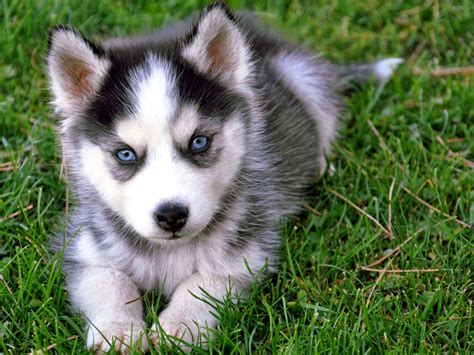 Siberian huskies originated in north east asia over 4000 years ago. Siberian husky puppies | LoL Picture Collection