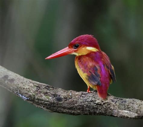 Oriental Dwarf Kingfisher Ceyx Erithaca Kingfisher Bird Beautiful