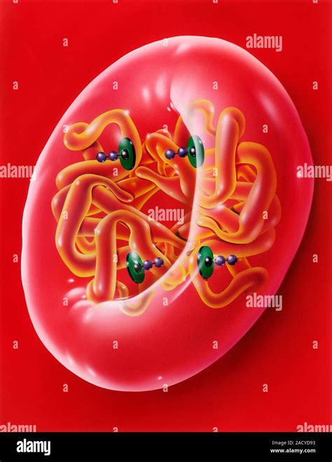 La Hemoglobina En Los Glóbulos Rojos De La Sangre Ilustración De