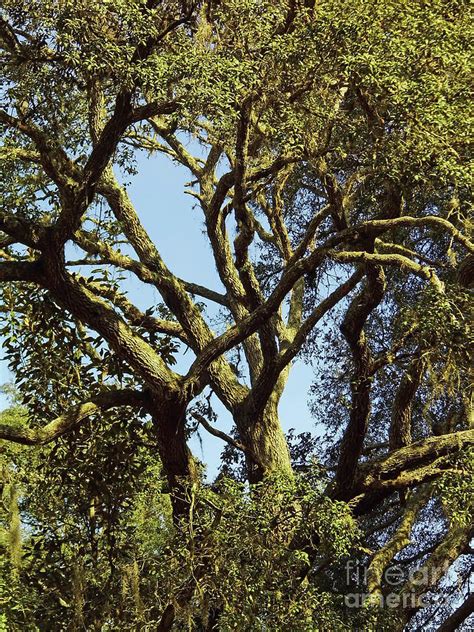 Abstract In The Oak Limbs Photograph By D Hackett Fine Art America