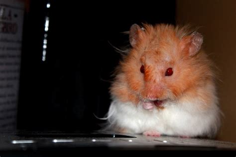 Long Haired Teddy Bear Hamster Flickr Photo Sharing