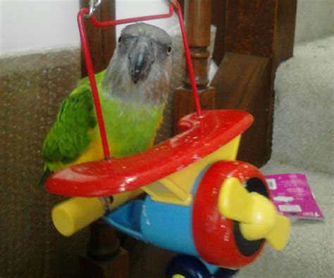 Petie Senegal Parrot Thriftyfun