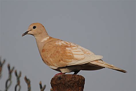 Birds Of Saudi Arabia Partially Leucistic Eurasian Collared Dove