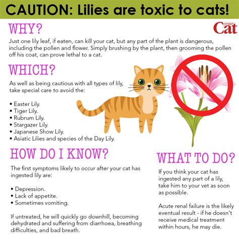 Urinary tract infections (utis) are very uncommon in cats. How to know if my cat has been poisoned - MISHKANET.COM