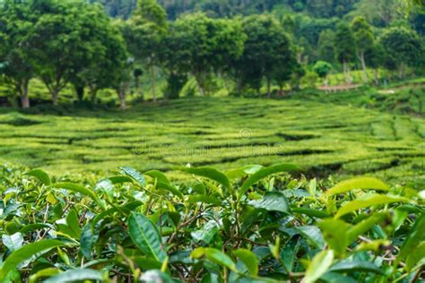 Tea Plantations Cameron Valley Green Hills In The Highlands Of