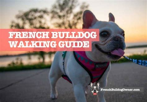 French Bulldog Walking Guide How Far How Long And Time