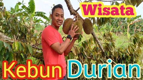 Check spelling or type a new query. Wisata Kebun Durian - YouTube