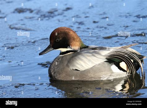 Male Falcated Teal Also Known As Bronze Capped Teal On Pond At Martin