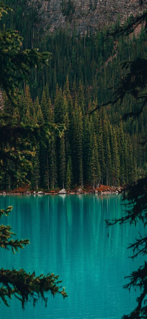 Iphone 11 Lake Forest Nature Wallpaper