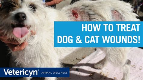 How To Treat Dog And Cat Wounds With Vetericyn Liquid And Antimicrobial
