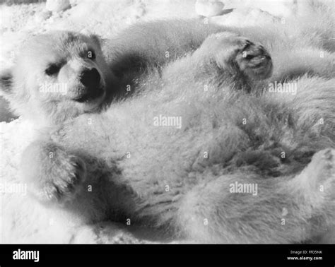 Polar Bear Cub Nphotographed 20th Century Stock Photo Alamy
