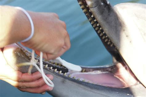 Dolphin Having Teeth Cleaned Photograph By Louise Murrayscience Photo