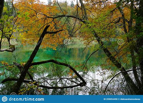 Trees In The Water Of A Turquoise Lake In Untouched Nature In Autumn