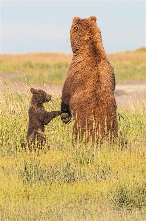 Grizzly Bear Mom And Very Young Cub Photograph By Dan Blackburn Fine