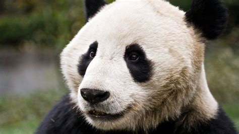 Giant Panda Reserve Endangered Animals Explore Panda Endangered