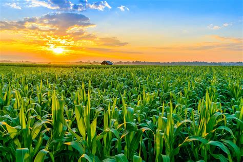 Use cream of the crop in a sentence. Why do we grow so much corn? | AGDAILY