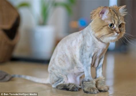 Daisy The Persian Cat Looks Like A Lion After Owners Shave