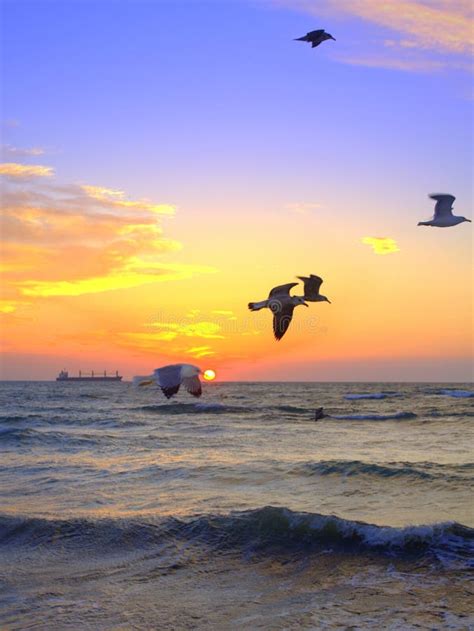 Wschód Słońca I Latający Ptaki Nad Morzem Zdjęcie Stock Obraz