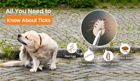 Types Of Ticks All You Need To Know About Tick