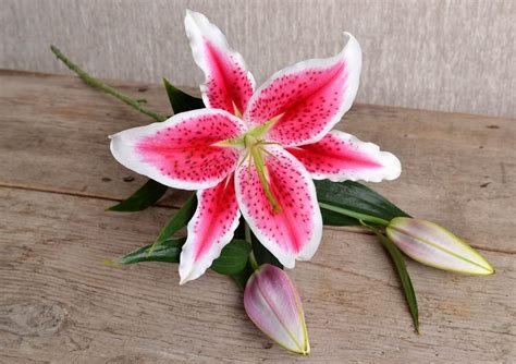 3 Lilies Flowers Bulbs Stargazer Lily Bulbs Pink Lily