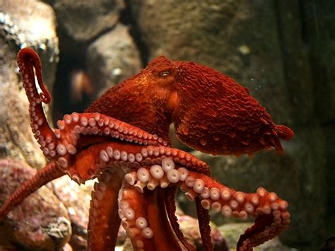 Monterey Bay Aquarium — The Female Giant Pacific Octopus