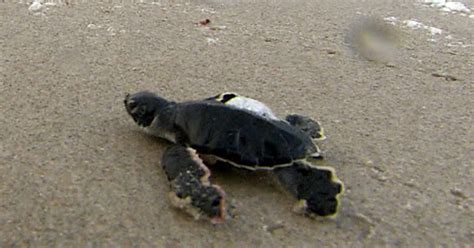 Endangered Green Sea Turtles Make A Comeback In Florida