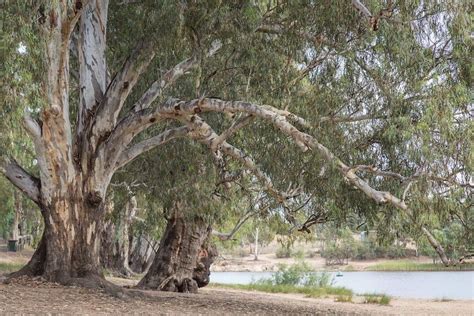 River Red Gum Wins Australias Favourite Native Tree Countdown Moreton