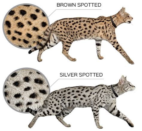 Savannah Cat Patterns