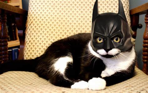 Funny Cats Bat Cat