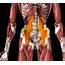 How To Stretch The Hip Flexor Muscles AKA Iliopsoas