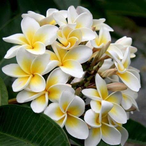 Buy Sellify Heirloom 5 Plumeria Yellow And White Flowers Tree Shrub